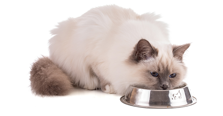 Корм для кошек Clan Vet: обзор лечебного питания