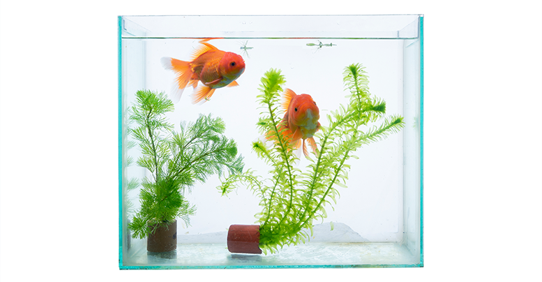Оптимальная температура воды в аквариуме для рыбок и растений, жесткость, кислотность