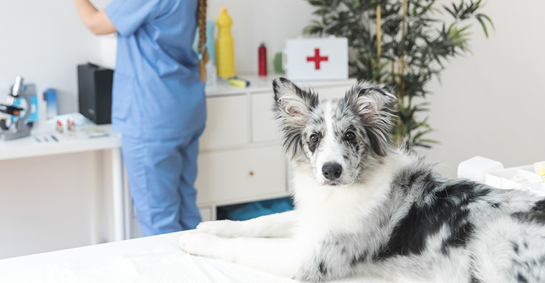 Вакцинация щенков и взрослых собак: правила, график прививок