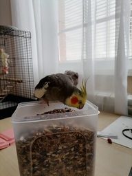 Пользовательская фотография №2 к отзыву на RIO Корм для средних попугаев